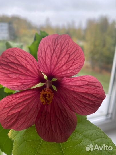 Абутилон домашний клен