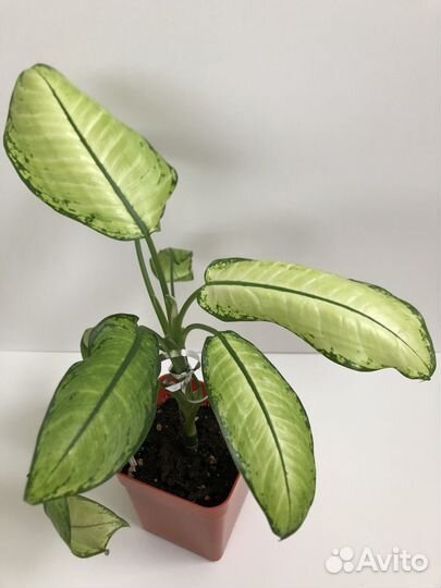 Комнатные растения. Взрослые