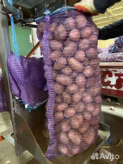 Картофель фламинго опт