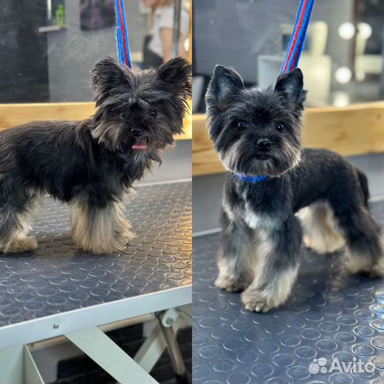 Грумер на дому