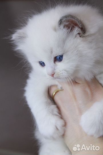 Котята рэгдолл (продан)