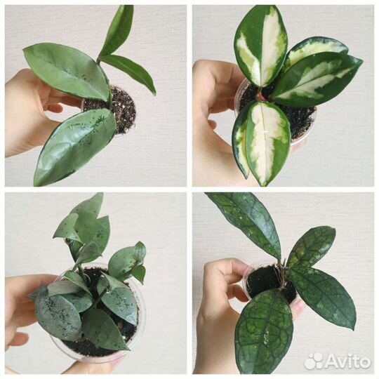 Хойи Kerry, Acuta, Nong Nooch, Mediopicta