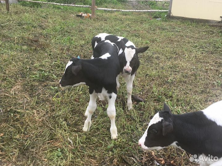 Телята бычки на откорм бесплатная доставка