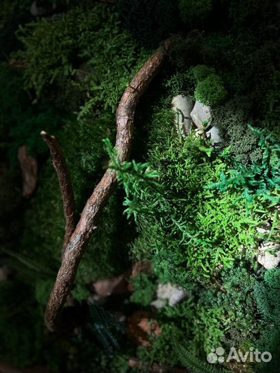 Панно из стабилизированного мха