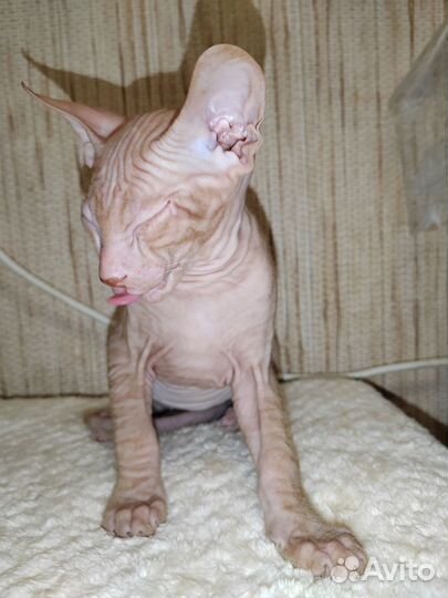 Донской сфинкс котята