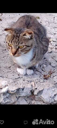 Кошка