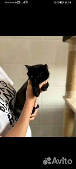 Кошка Бесплатно