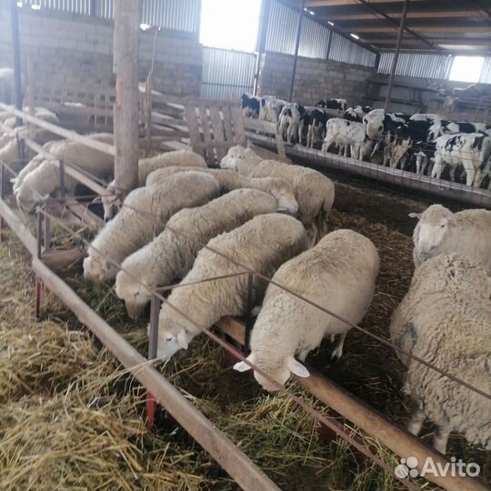 Матки и бычки