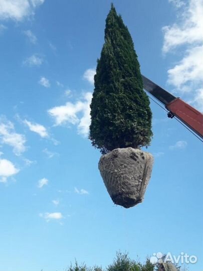 Туя западная смарагд - extra Высота от 125см