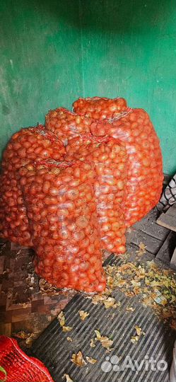 Лук выборка