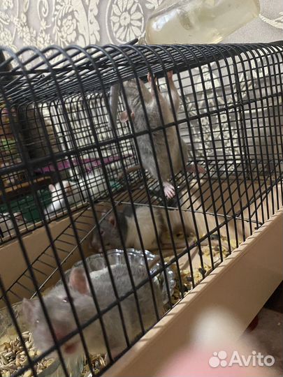 Крысы альбиносы