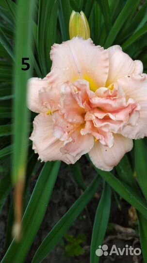 Лилейники сортовые 15 видов