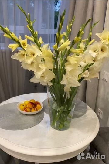 Гладиолусы луковицы белые