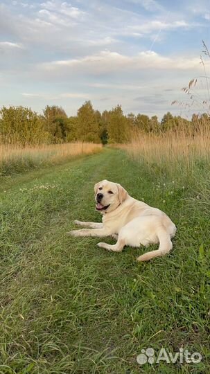 Собака лабрадор 10 месяцев бронь