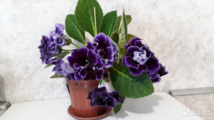 Глоксиния ростки