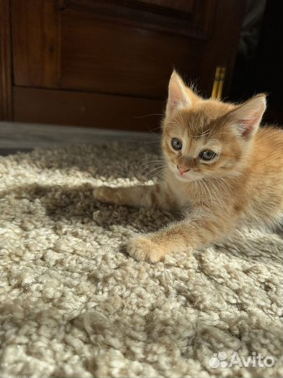 Котята рыжие