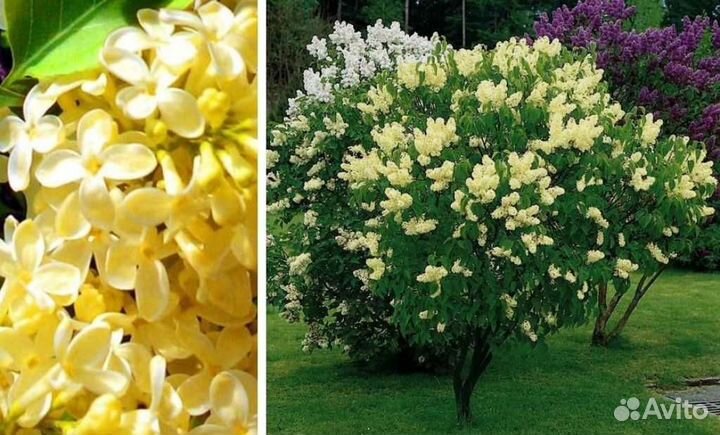 Кустарники,многолетники,цветы,розы,гортензии