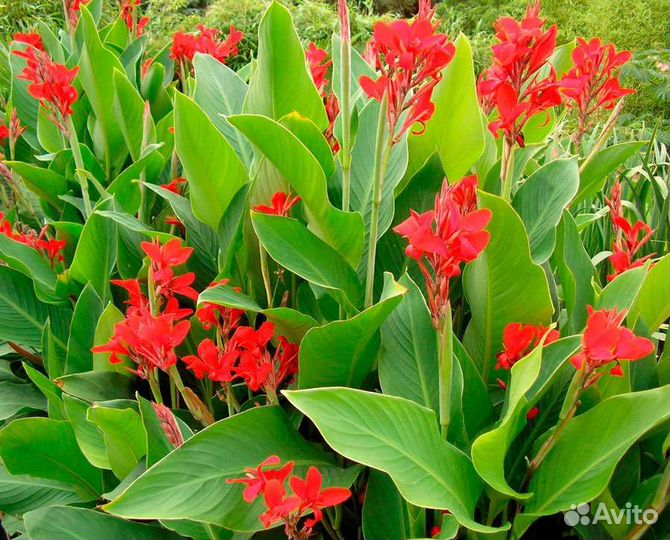 Цветы Канны красные
