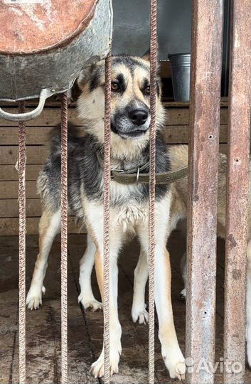 Собака бесплатно