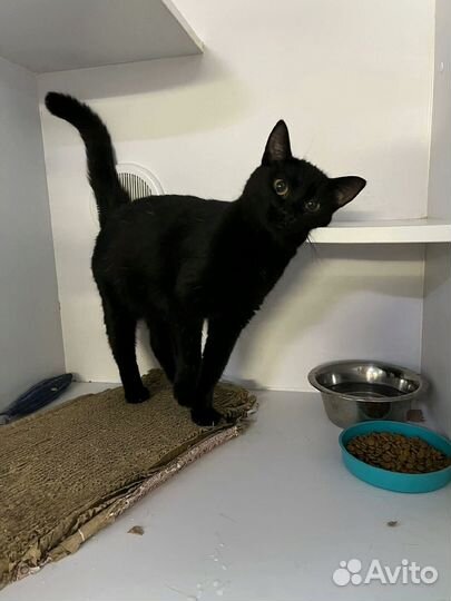 Кошки бесплатно