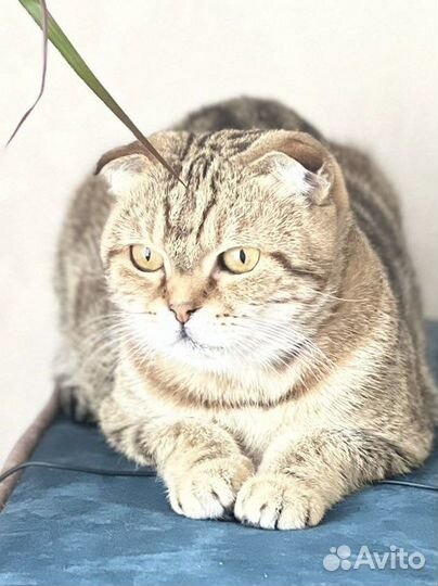 Шотландская вислоухая кошка бесплатно