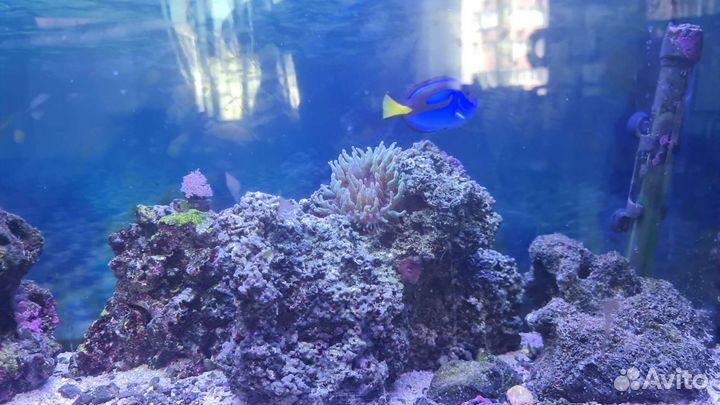 Морской аквариум