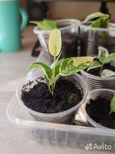 Фикус бенджамина