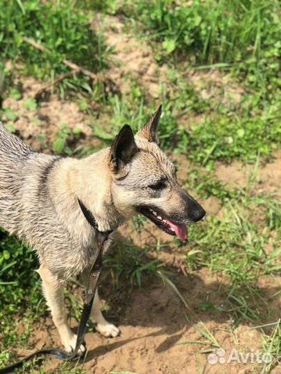 Собака в свой дом