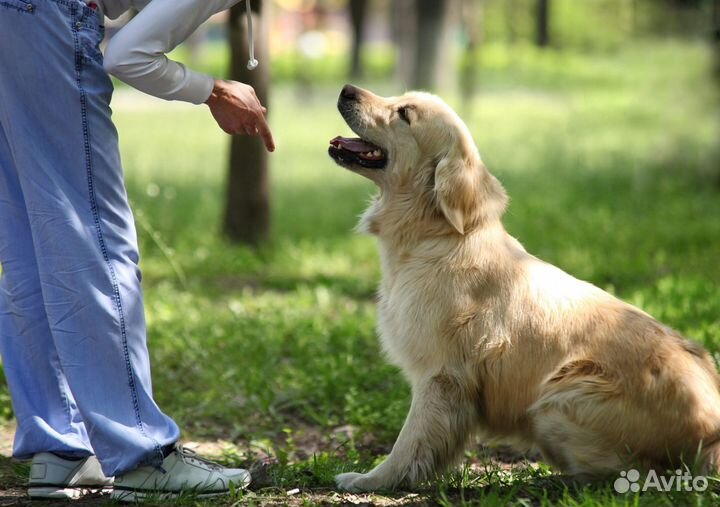 Дрессировка собак, коррекция поведения