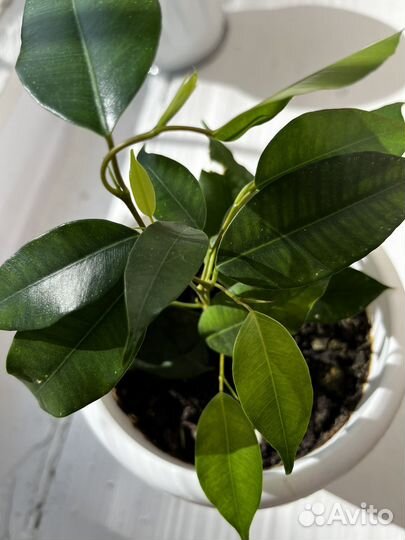 Фикус Бенджамина