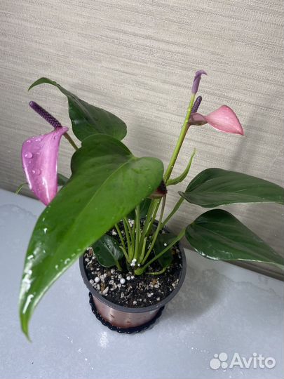 Антуриумы черный,желтый,розовый,зеленый,белый