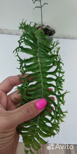 Редкий сортовой папоротник
