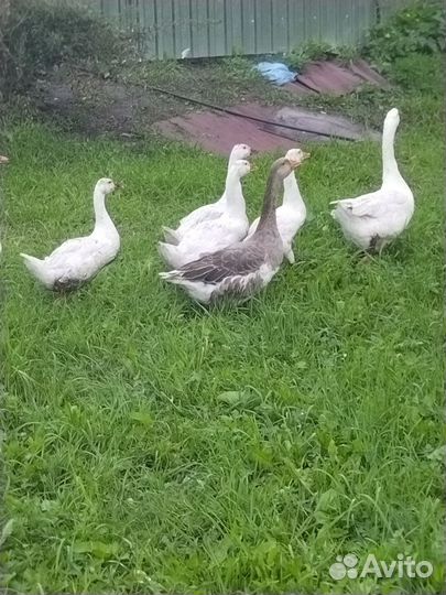 Гуси