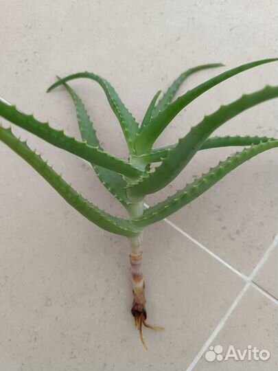 Алоэ вера (черенки с корнями)