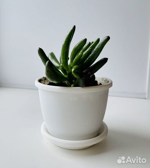 Толстянка Хоббит