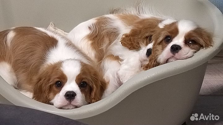 Кавалер Кинг Чарльз Спаниель