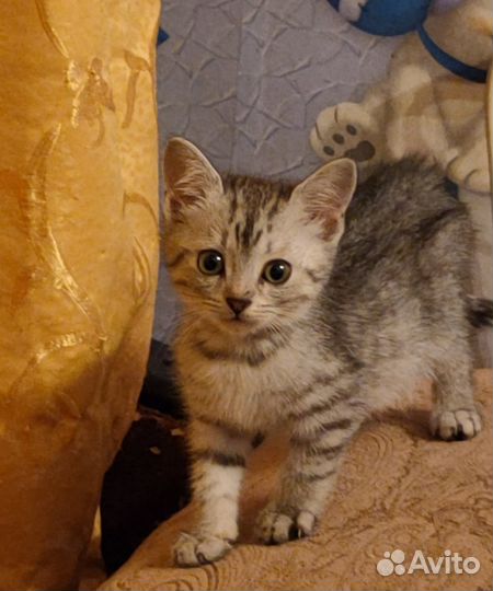 Маленькая леди