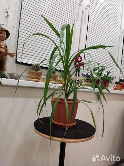 Растения комнатные