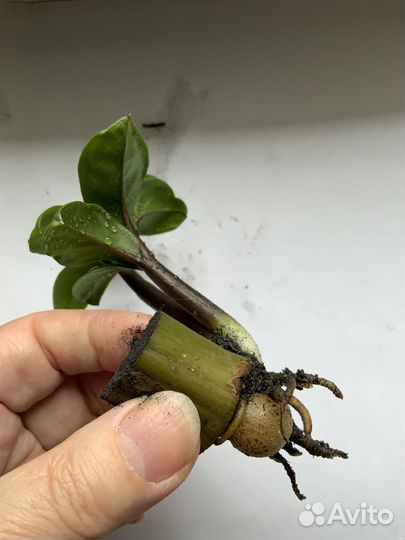 Замиокулькас зензи