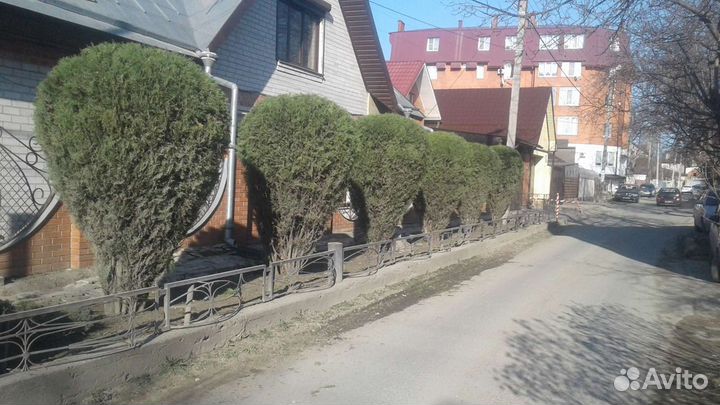 Покос травы пострижка туя