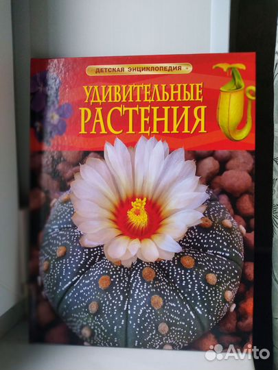 Детская энциклопедия