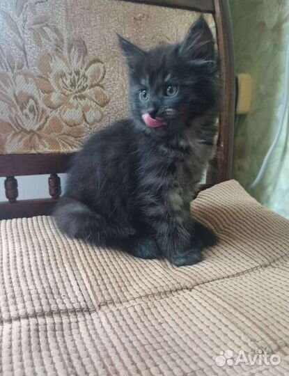 Котята в дар