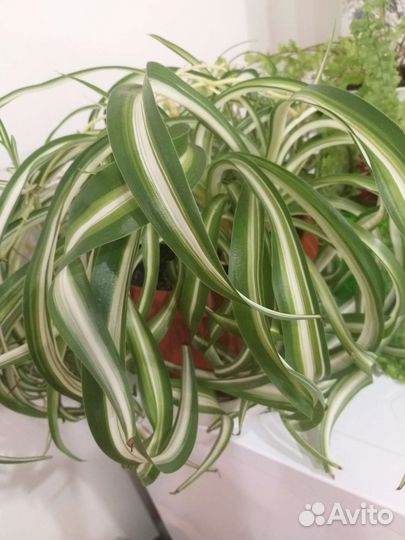 Комнатные растения. Хлорофитум кудрявый