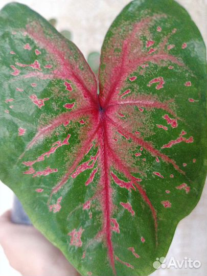 Каладиум ruby siam