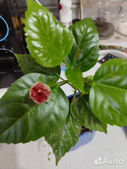 Комнатные цветы