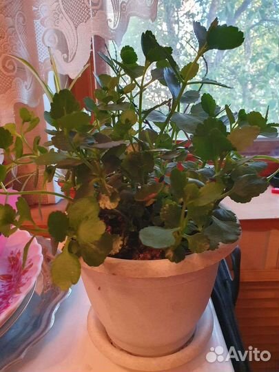 Каланхое лечебное