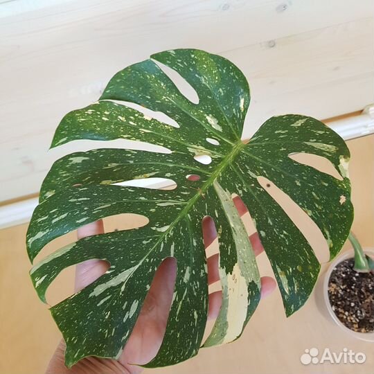 Монстера тайское созвездие