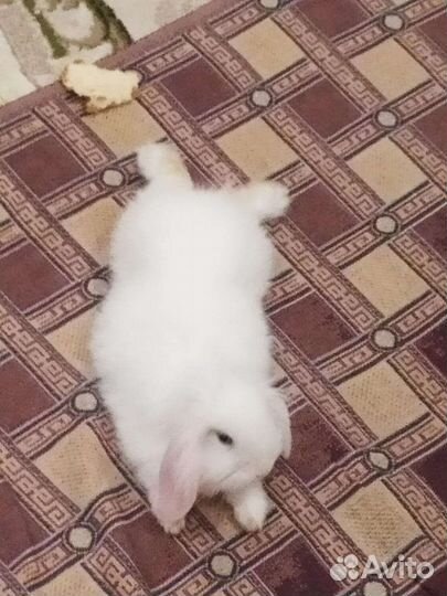 Декоративный кролик