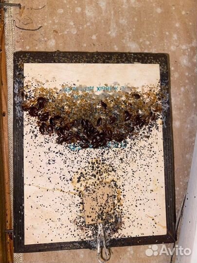 Уничтожить тараканов, клещей, ос, кротов, клопов