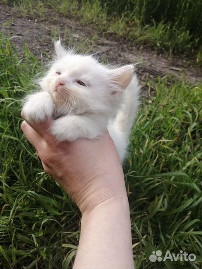 Котята в добрые руки бесплатно